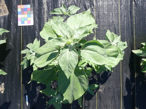 planttop