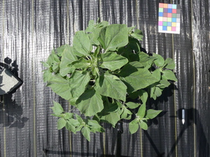 planttop