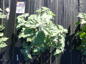 planttop