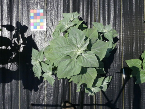 planttop
