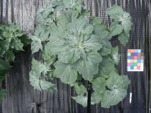 planttop