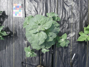 planttop