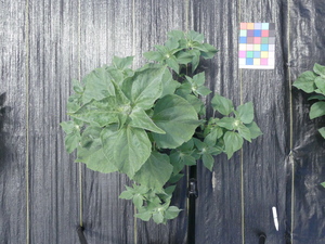 planttop