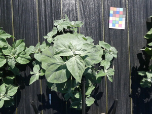planttop