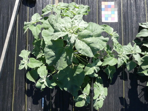 planttop