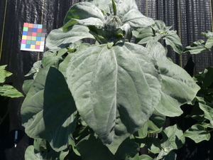 planttop