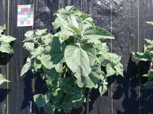 planttop