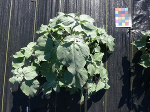 planttop