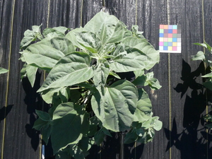 planttop
