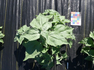 planttop