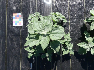 planttop