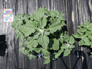 planttop