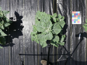 planttop