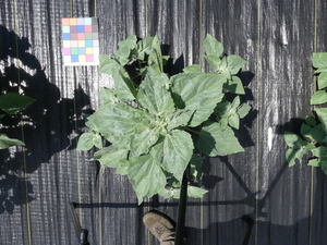 planttop
