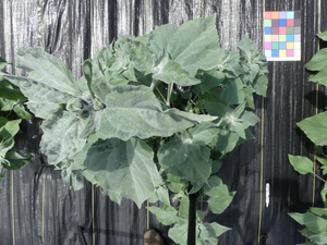 planttop