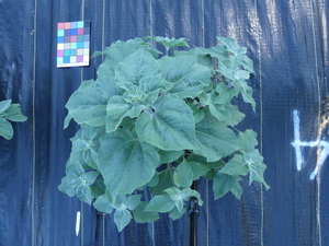 planttop