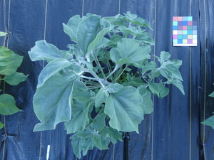 planttop
