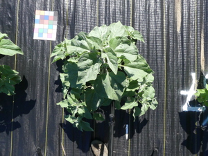 planttop