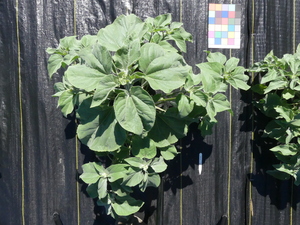 planttop