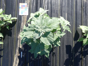 planttop