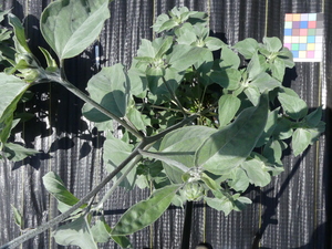 planttop