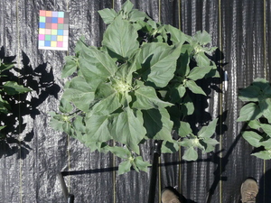 planttop