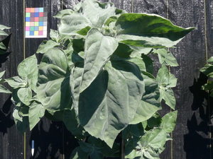 planttop
