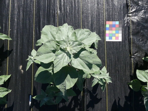 planttop