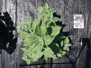 planttop