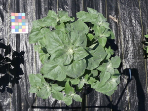 planttop