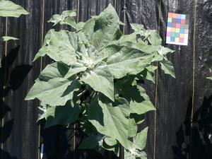 planttop