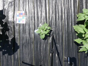 planttop