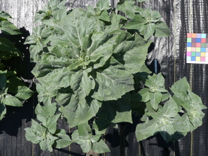 planttop