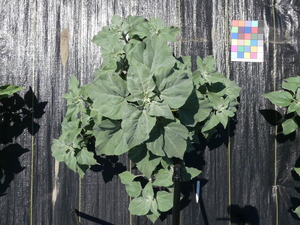 planttop