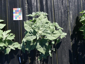 planttop