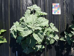 planttop