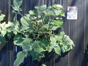 planttop