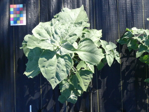 planttop