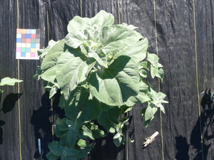 planttop