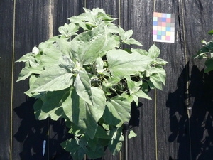 planttop