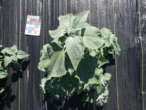 planttop