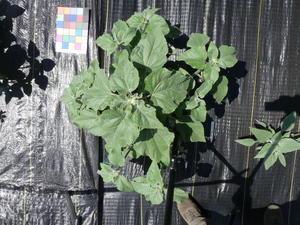 planttop