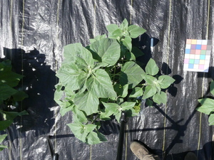 planttop