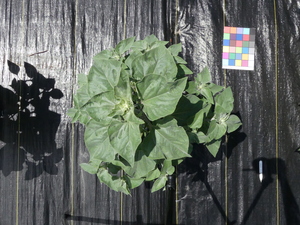 planttop