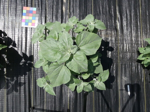 planttop