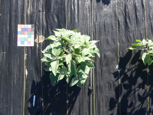 planttop