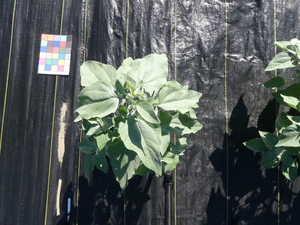 planttop