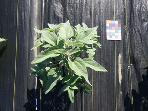 planttop