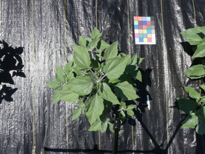 planttop