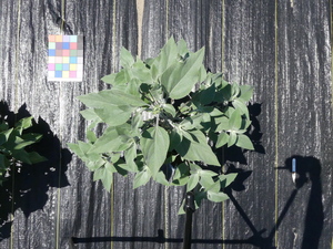 planttop